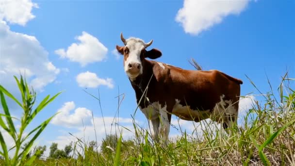 一头母牛拴在链子上。慢动作 — 图库视频影像