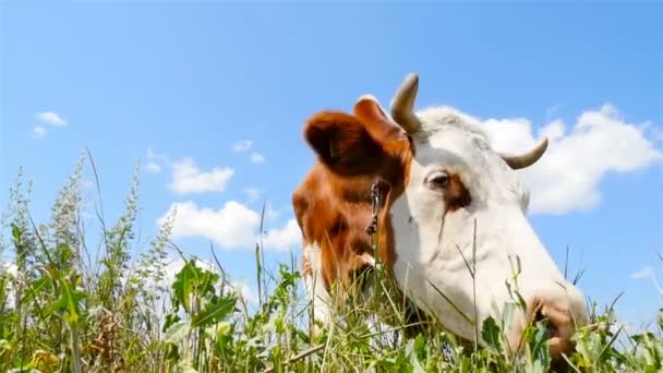 Корова ест траву. Крупный план — стоковое видео