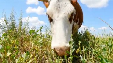 Bir inek bir çayır üzerinde yeşil ot yiyor. Yakın çekim