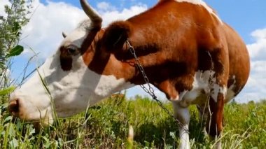 Güzel ineğin bir çayırda otlatma. Ağır çekim