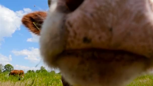 Een grappige koe kijkt direct in de camera. Close-up — Stockvideo