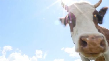 Komik inek. Yakın çekim. Güneş ışınları. Mavi gökyüzü