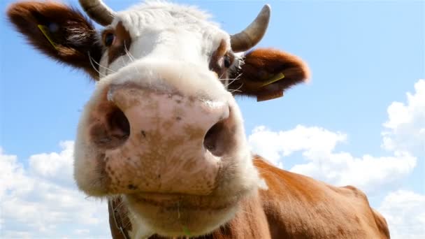 Смішна корова жує траву. Крупним планом. Повільний рух — стокове відео