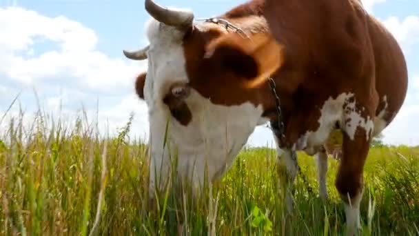 Uma vaca num prado está a comer erva. close-up. Movimento lento — Vídeo de Stock