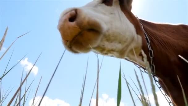 Close-up de uma vaca contra o fundo do sol. Close-up. Movimento lento — Vídeo de Stock