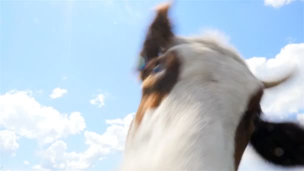 Uma vaca curiosa olha para a câmara. Close-up — Vídeo de Stock
