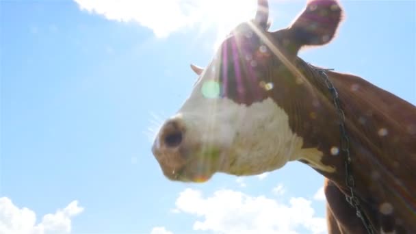 A cow on a blue sky background. Close-up. — Stock Video