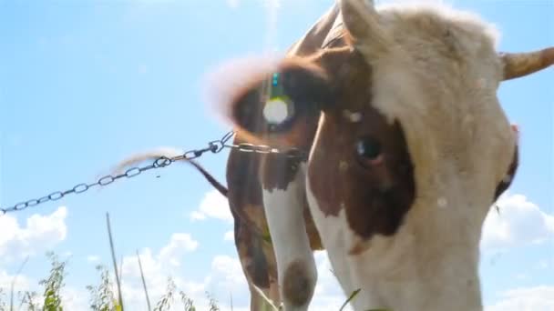 Une vache sur une chaîne mange de l'herbe. Gros plan 