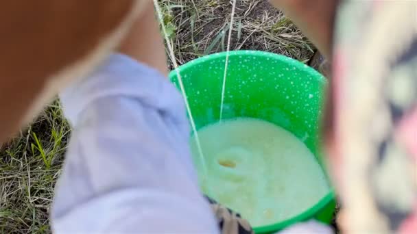 Latte fresco. Mungitura tradizionale di una mucca . — Video Stock
