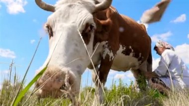 Bir kadın bir inek sağım.