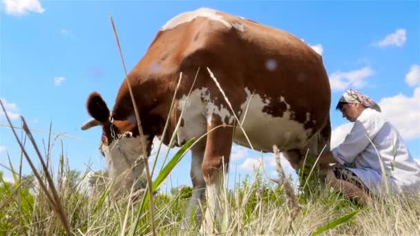 Una mujer está ordeñando una vaca. El método tradicional de ordeño de una vaca — Vídeos de Stock