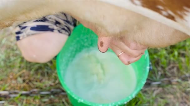 신선한 우유는 암소의. 암소를 젖을 짜는 손. 클로즈업 — 비디오