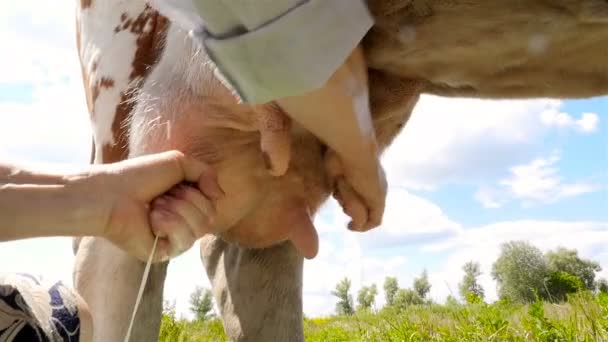 Die Kuh wird traditionell von Hand gemolken. Nahaufnahme. frische Milch. Zeitlupe — Stockvideo