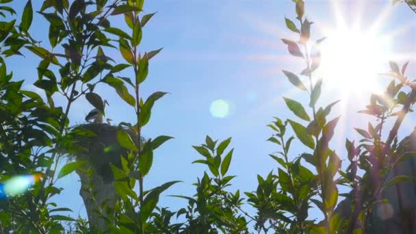 Beautiful family of storks — Stock Video