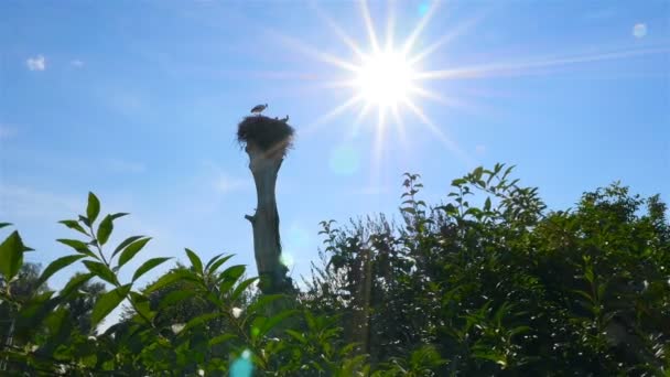 Familjen storkar på landsbygden. Kameran rör sig framåt — Stockvideo