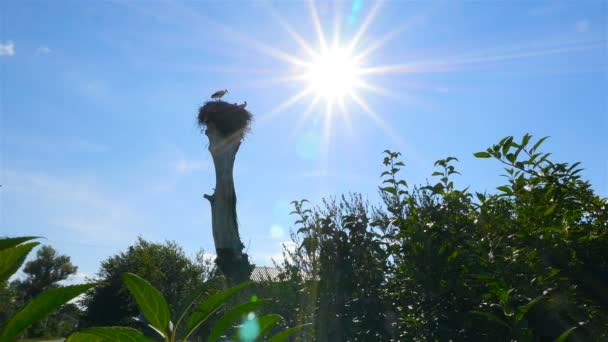 Le cicogne siedono in un nido su un vecchio albero. Bella luce del sole — Video Stock