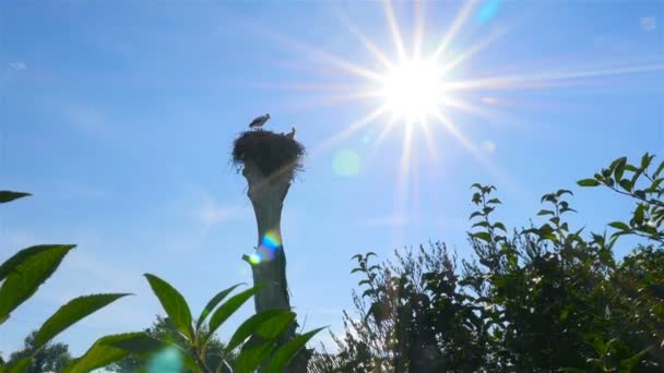 Des cigognes assises dans un nid sur un arbre. Belle campagne — Video