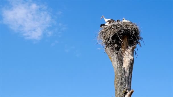 Hnízdo s čápy na stromě. Modrá obloha s mraky — Stock video