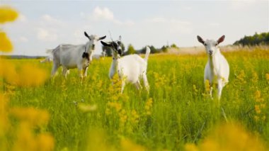 Komik keçi ot yemek ve kameraya bak