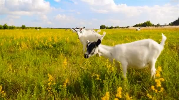 Beautiful goats in the meadow. The camera approaches the goats. — Stock Video