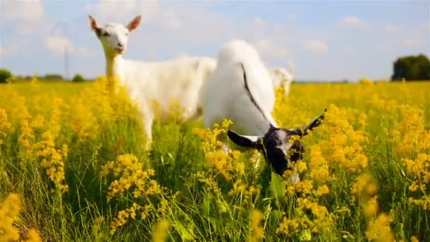 Pequeña cabra comiendo hierba. Animales hermosos y curiosos — Vídeos de Stock