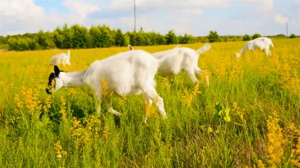 Geiten grazen in een weiland in het platteland. Mooi landschap — Stockvideo