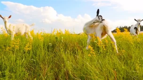 Belas cabras brancas pastam no prado. Movimento lento — Vídeo de Stock