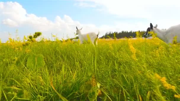 Krásné kozy utéct z fotoaparátu. Zpomalený pohyb — Stock video