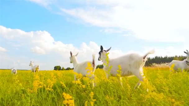 Las cabras corren en un campo sobre un fondo de cielo azul. Movimiento lento — Vídeos de Stock