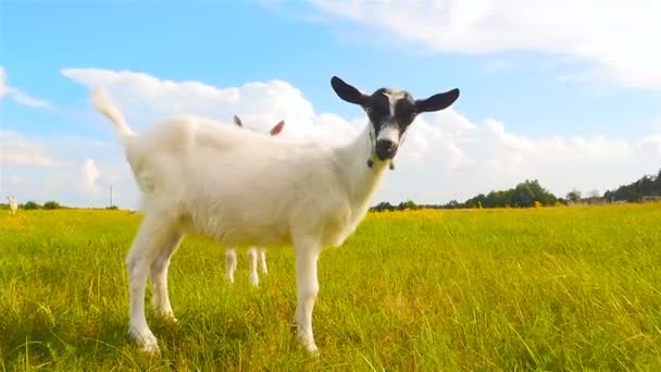 A curious goat looks into the camera. Slow motion — Stock Video