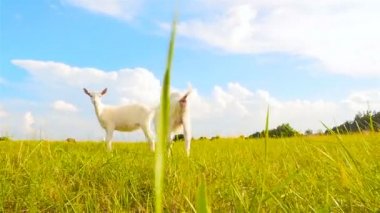 İki küçük keçi çayırda yürümek. Ağır çekim