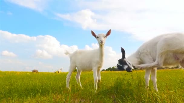 Красиві кози стоять на тлі блакитного неба. Прекрасний краєвид. Повільний рух — стокове відео