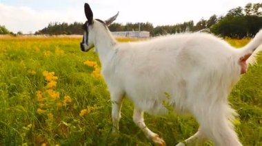 Kamera keçi izliyor. Güzel manzara. Ağır çekim