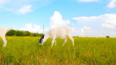 Güzel keçi ot mera yemek. Kamera çekimde. Ağır çekim