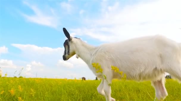 Prachtige geit is op het veld. Slow motion — Stockvideo