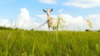 Komik keçi boynuzlarıyla kameraya bakıyor. Yakın çekim. Ağır çekim