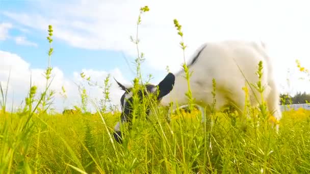 Ziege frisst Gras Nahaufnahme. Zeitlupe — Stockvideo