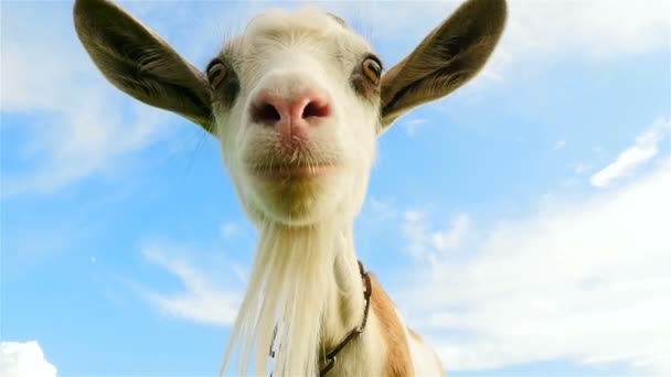 Funny goat looking at the camera. Close-up. Slow motion — Stock Video