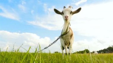 Keçi çim üzerinde duruyor. Kamera hayvan taşır. Güzel mavi gökyüzü. Ağır çekim