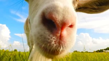 Komik surat keçi. Yakın çekim. Ağır çekim