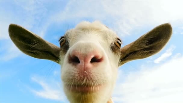 Very funny goat. Close-up. Slow motion — Stock Video