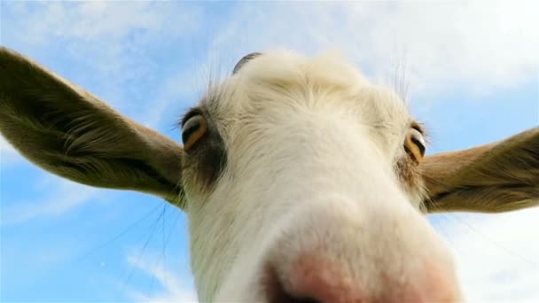 Gros plan d'une chèvre. Drôle de visage d'animal. Gros plan. Mouvement lent 