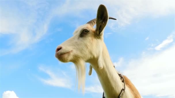 Close-up of a goat against the background of blue sky. Slow motion — Stock Video