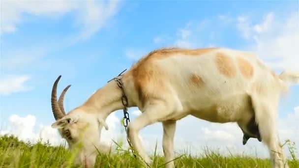 Alte Ziege mit Hörnern gegen den blauen Himmel. Zeitlupe — Stockvideo