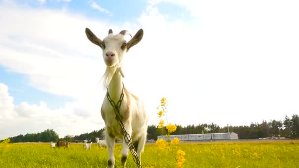 Une belle chèvre aux cornes se dresse sur fond de rayons du soleil et du ciel bleu. Mouvement lent — Video