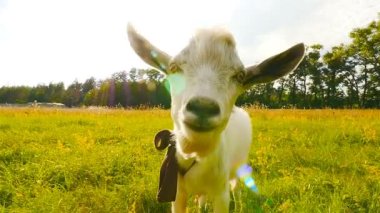 Bir keçi Close-up. Güzel güneş ışınlarının. Ağır çekim