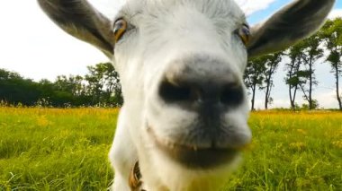 Yeşil çim çiğneme keçi. Yakın çekim. Güzel mavi gökyüzü. Ağır çekim