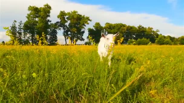 Eine kleine Ziege spaziert über die Wiese. Zeitlupe — Stockvideo