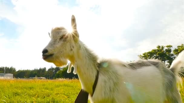 Goat on the background of the suns rays. Close-up. Slow motion — Stock Video