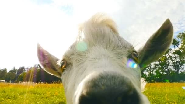 La chèvre touche l'objectif de la caméra. Drôle de visage d'animal. Gros plan. Mouvement lent — Video